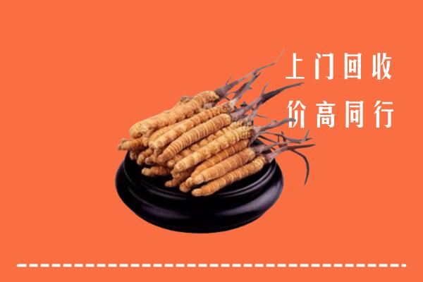 乌尔禾区回收散虫草